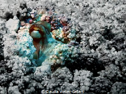 eyes only.... otopus hiding in its cave by Claudia Weber-Gebert 
